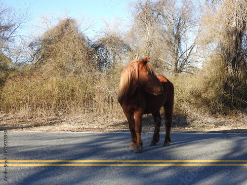 A wild horse pauses to watch for cars, while crossing the road, on Assateague Island, Worcester County, Maryland.