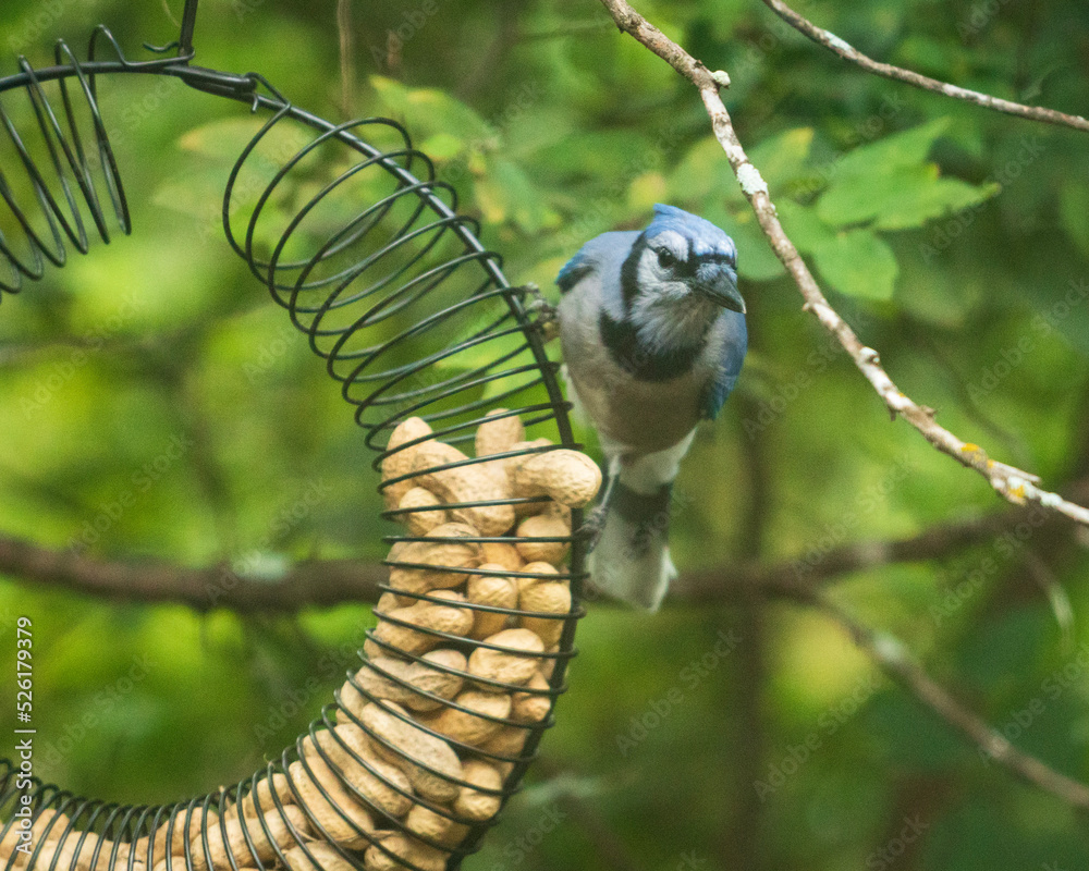 Obraz premium blue jay on feeder