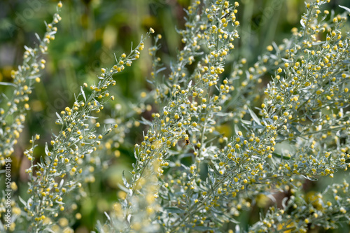 Botanical collection, leaves and berries of silver mound artemisia absinthum medicinal plant photo