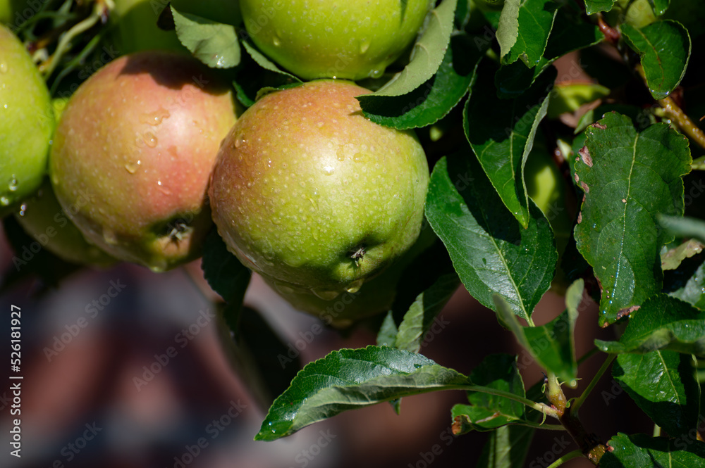 Brunch of apple tree with many apple fruits in orchard Brunch of apple tree with many apple fruits in orchard
