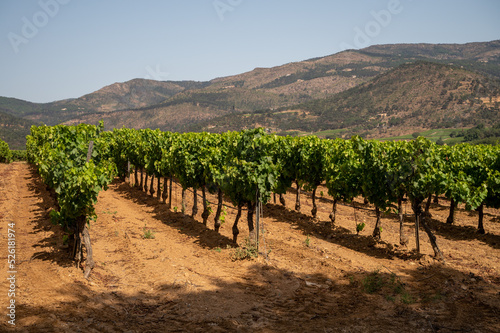 View on vineyards Cotes de Provence, production of rose wine near Saint-Tropez, Var, France