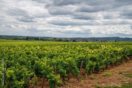 Green vineyards with growing grapes plants, production of high quality famous French white wine in Puligny-Montrachet village, Burgundy, France