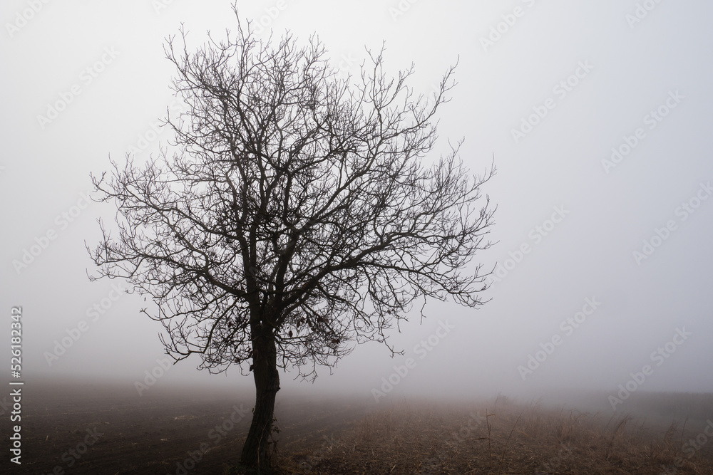 Siluette of a tree in a foggy background Siluette of a tree in a foggy background
