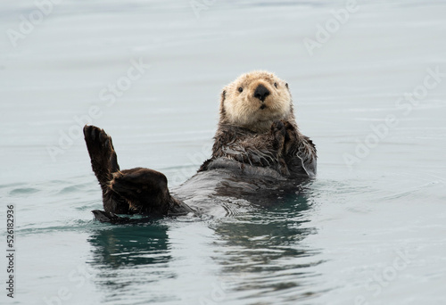 Sea Otter Floating in Kachemak Bay, Alaska photo