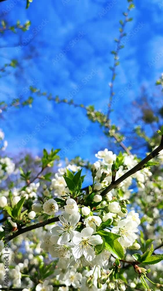 White blooming cherry flowers, buds on branch with green leaves and blue sky close-up.Lots of flowers in sunlight spring sunny day. Beautiful natural background from cherry blossom tree Vertical video White blooming cherry flowers, buds on branch with green leaves and blue sky close-up.Lots of flowers in sunlight spring sunny day. Beautiful natural background from cherry blossom tree Vertical video