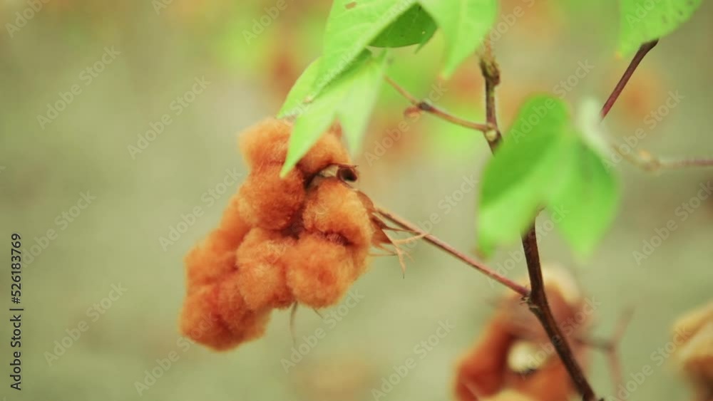 Close de plantação de algodão laranja