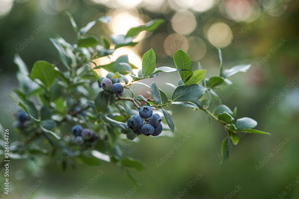 Fresh organic blueberries on a branch Fresh organic blueberries on a branch