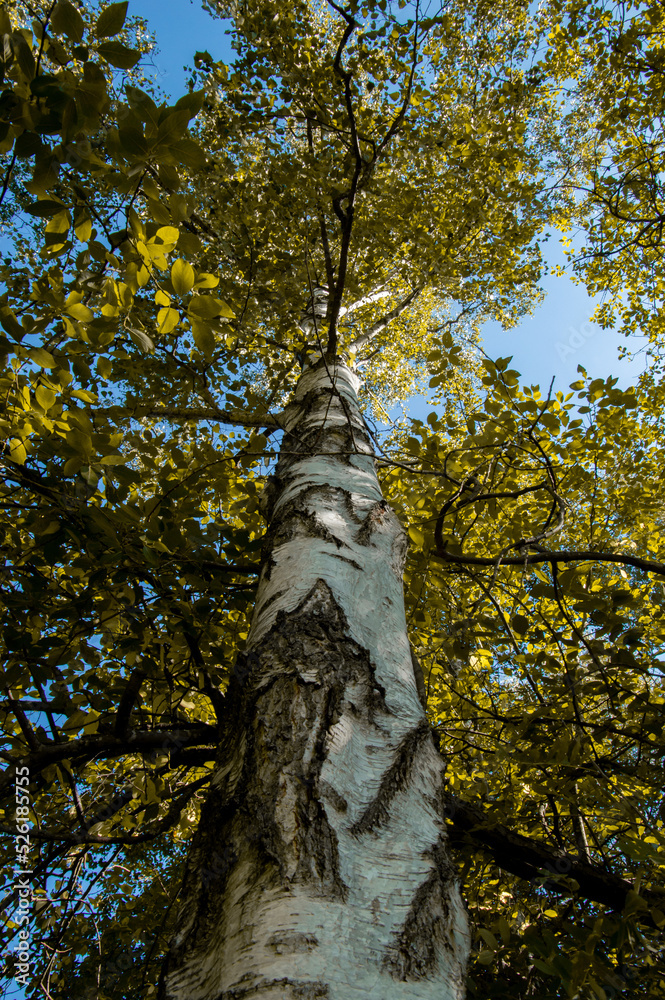 Fototapeta premium Autumn birch tree