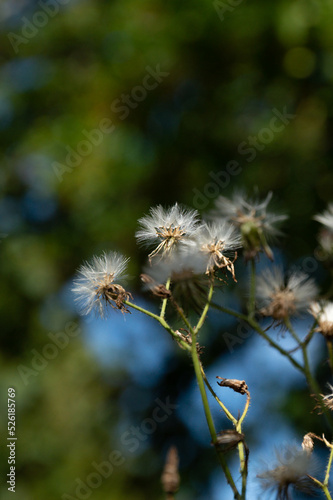 Dandelion in bloom