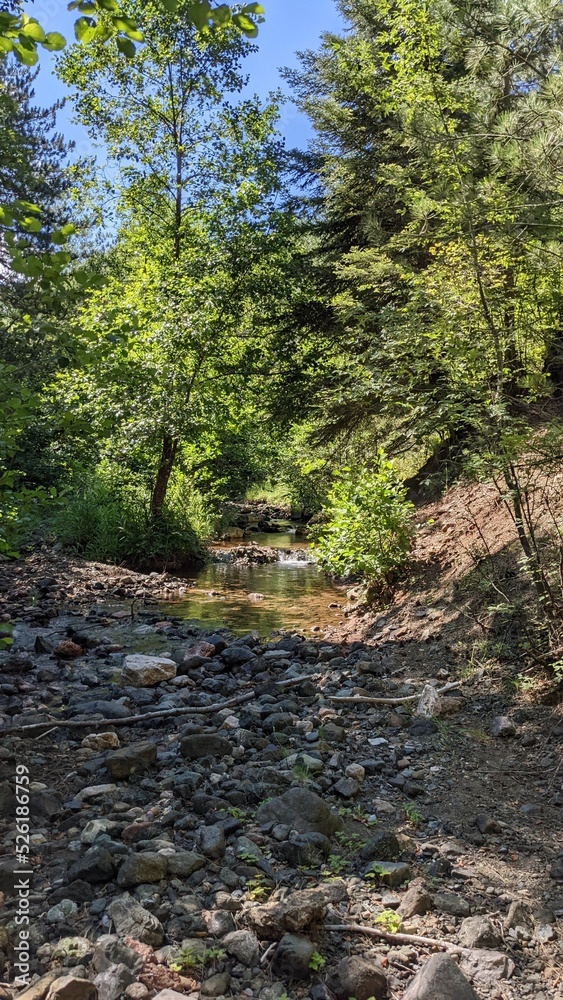 stream in the forest