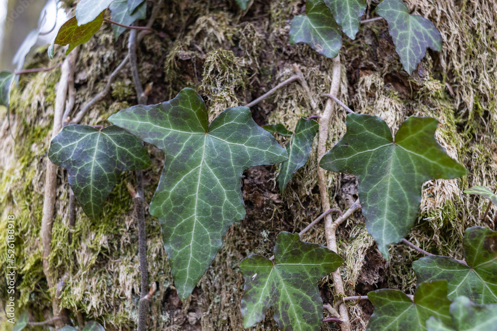 Fototapeta premium Ivy Growing on a Mossy Tree Trunk. Ivy climbing on mossy bark of a tree. Close up
