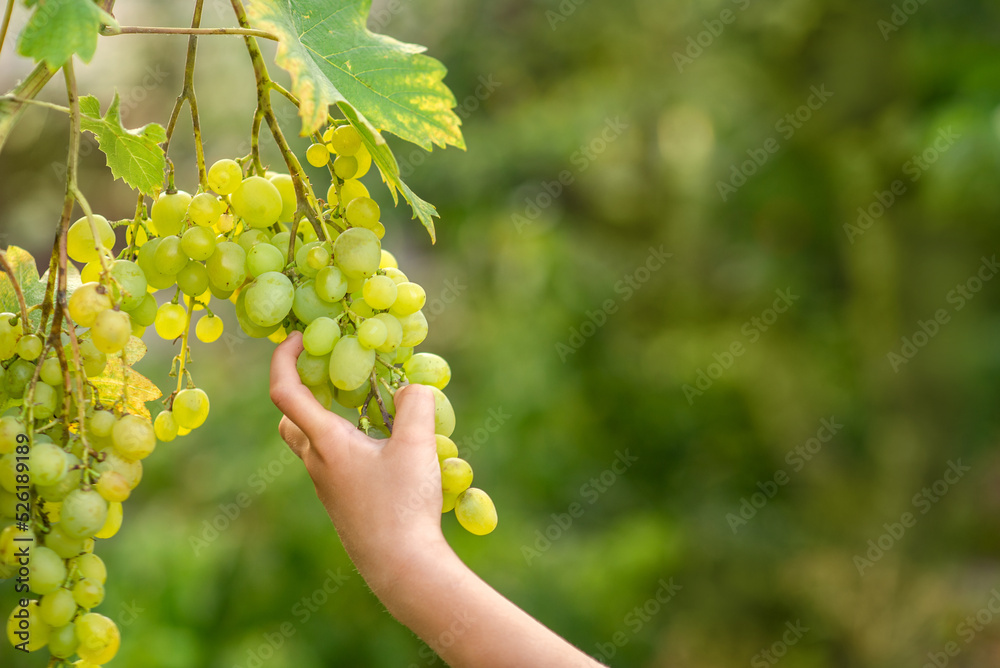hand holding bunch of grapes