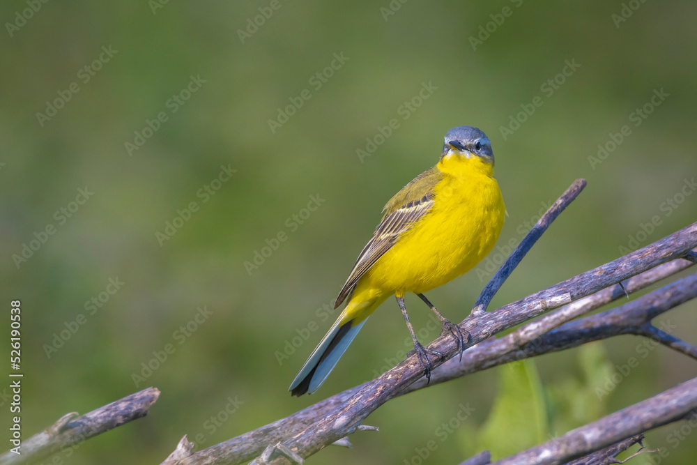 Obraz premium Closeup of a male western yellow wagtail bird Motacilla flava singing