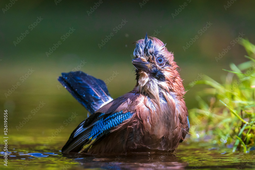 Φωτογραφία Closeup of a wet Eurasian jay bird Garrulus glandarius washing, preening and cleaning in water