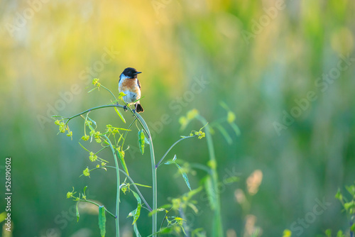 Stonechat, Saxicola rubicola, bird perching