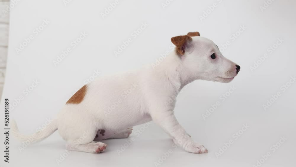 a man hands a jack russell terrier puppy a hand with a treat. pet food a man hands a jack russell terrier puppy a hand with a treat. pet food