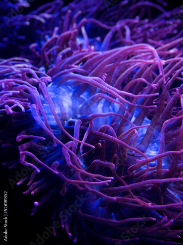 Fotografie, Obraz Close up shot of long tentacle anemone in reef aquarium