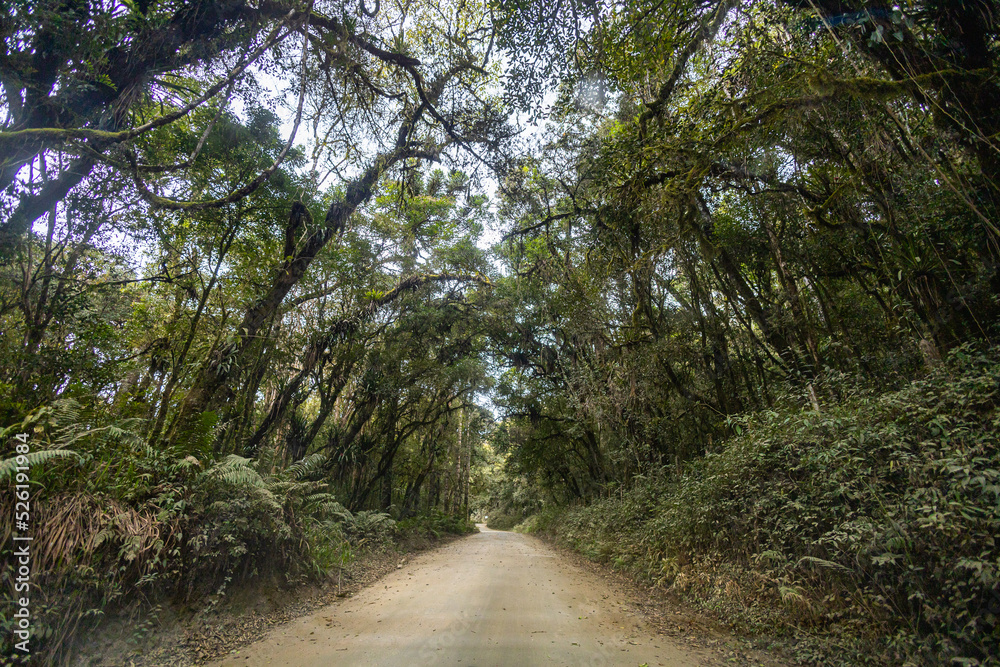 Obraz premium A road into the forest surrounded by trees