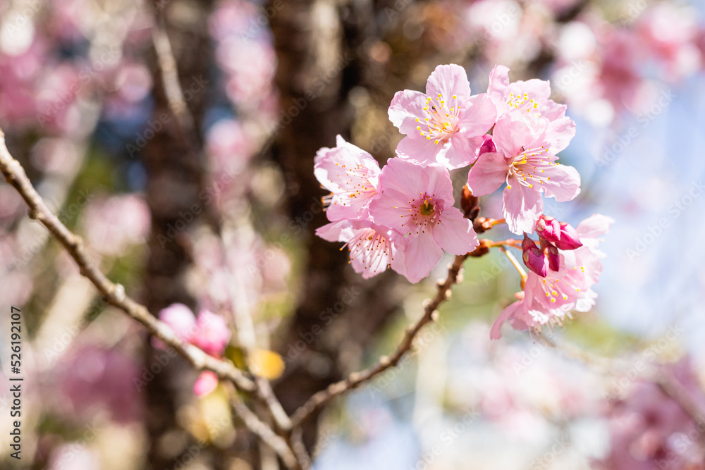 Fototapeta premium Sakura tree flowery in a autumn day