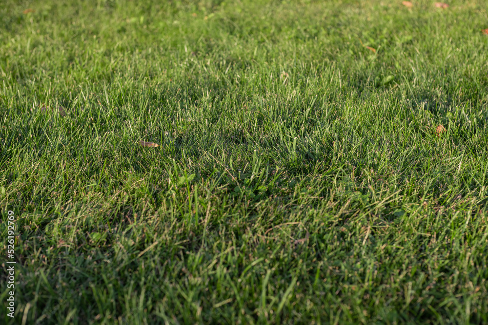 The texture of green artificial grass. Covering for sports stadiums and decorations. Background and texture The texture of green artificial grass. Covering for sports stadiums and decorations. Background and texture
