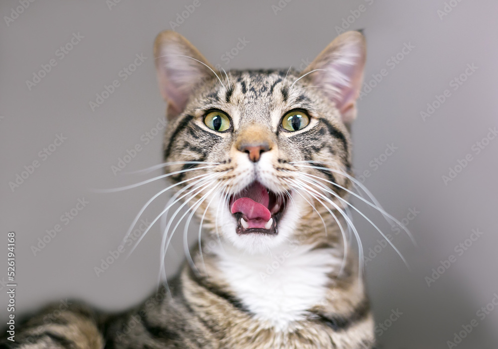A brown tabby shorthair cat yawning with its mouth wide open