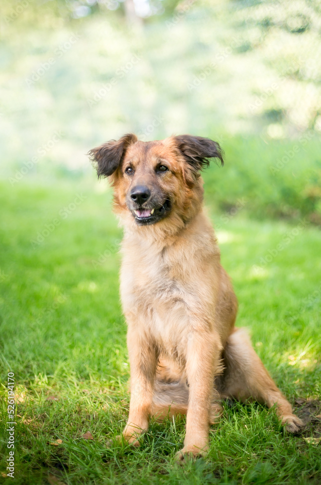 A senior German Shepherd mixed breed dog sitting outdoors A senior German Shepherd mixed breed dog sitting outdoors