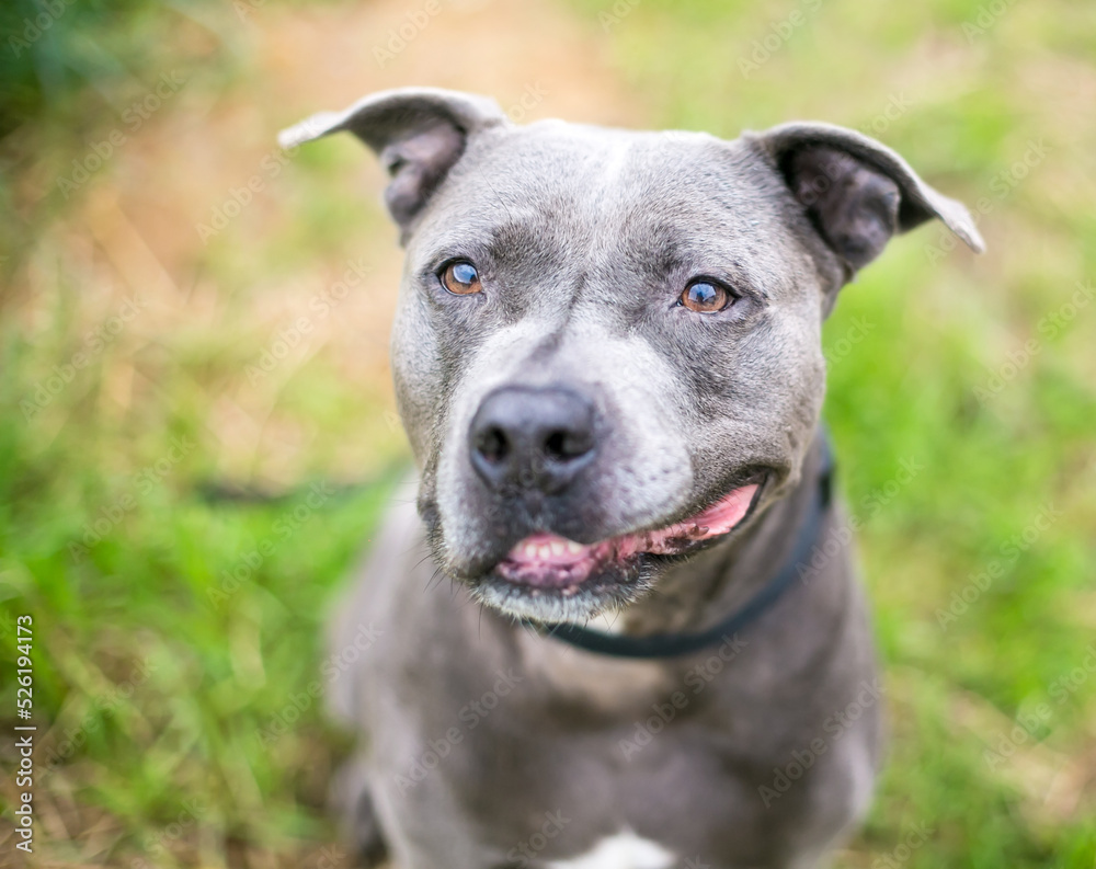A gray Pit Bull Terrier mixed breed dog with its lip turned up on a smiling expression