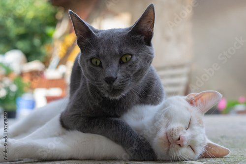 Russian blue cat lying on top of a white cat playfully photo