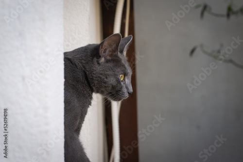 Photo of a Russian blue cat taken from the profile as it is getting out of the window © Djordje