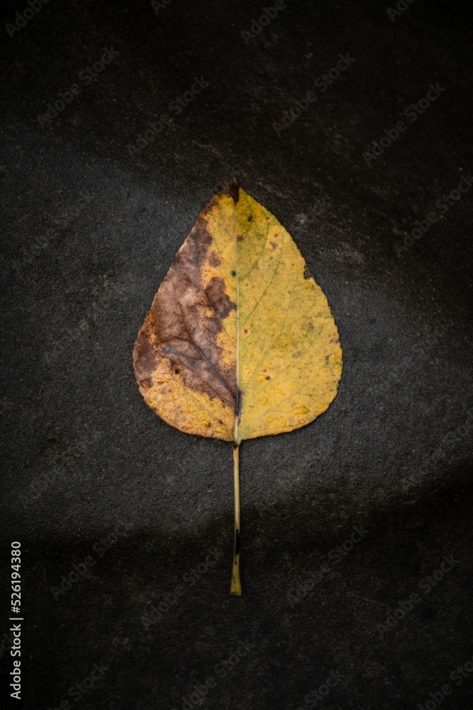 Vertical shot of a half-dried yellow leaf on black stone, background for thematic quotes and texts