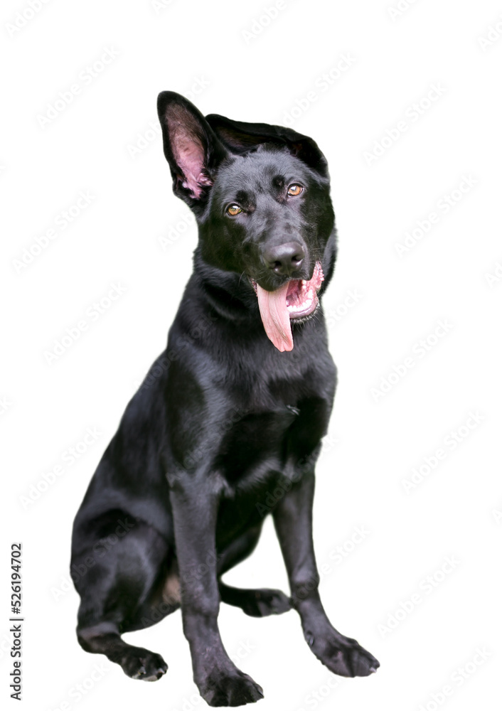 A black German Shepherd puppy with floppy ears listening with a head tilt on a transparent background