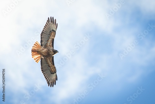 Red-tailed hawk flying freely in a clear sky photo