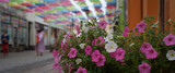 CITY LANDSCAPE - A blooming flowers  on the walking passage under colorful umbrellas