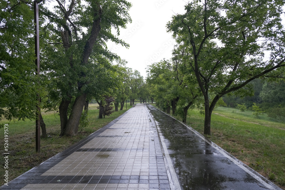 road paved with paving slabs during the rain between green trees
