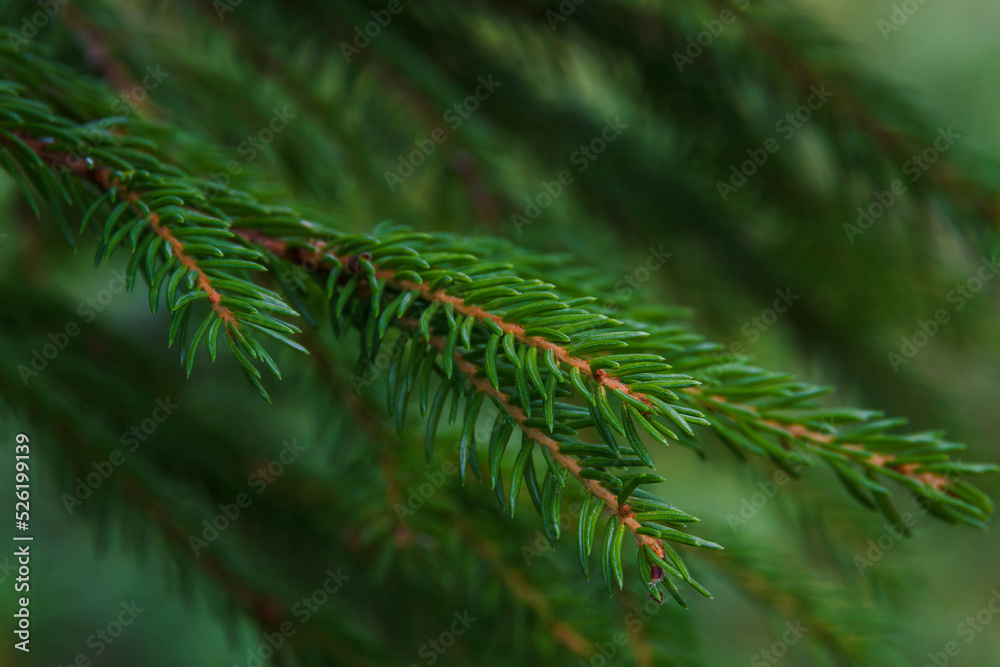 Spruce twig and needles close-up in a natural forest environment, summer evening. Spruce twig and needles close-up in a natural forest environment, summer evening.