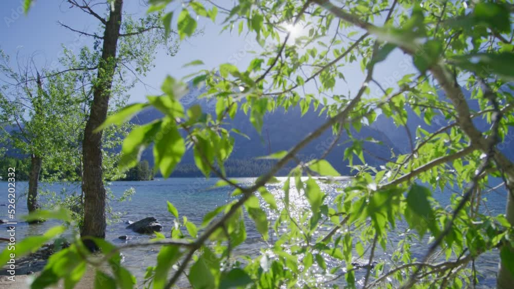 Unique ecosystem and wildlife of the Grand Teton National Park, WY, USA. Cinematic scenery with alpine lake and sun ripples on crystal clear water. High quality 4k footage Unique ecosystem and wildlife of the Grand Teton National Park, WY, USA. Cinematic scenery with alpine lake and sun ripples on crystal clear water. High quality 4k footage