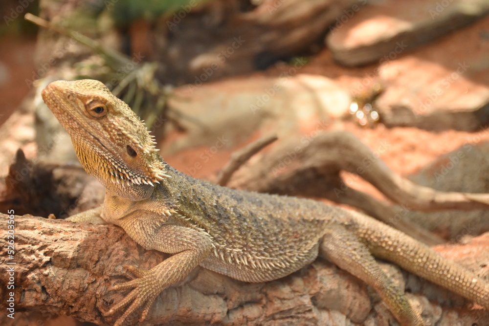 Fototapeta premium lizard