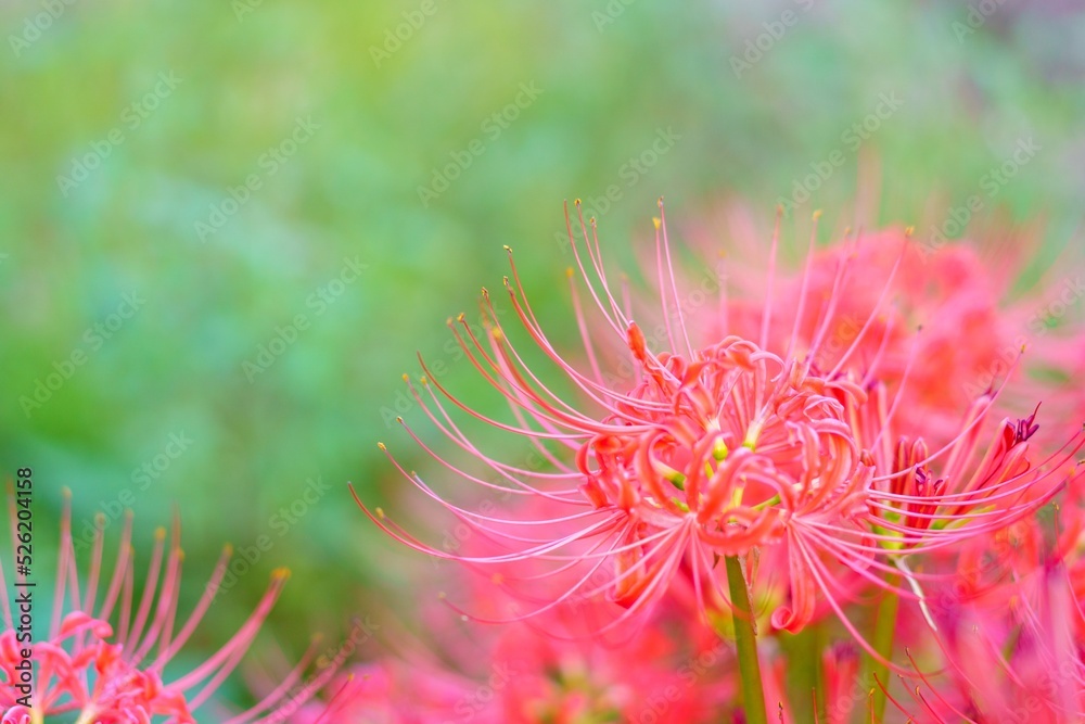 彼岸花
彼岸花