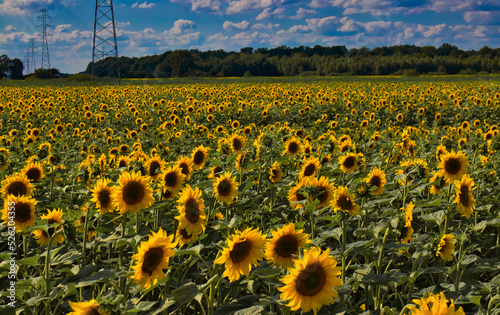 field of blooming sunflowers and blue sky