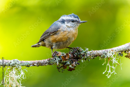 Juvenile Red-breasted Nuthatch (Sitta canadensis) photo