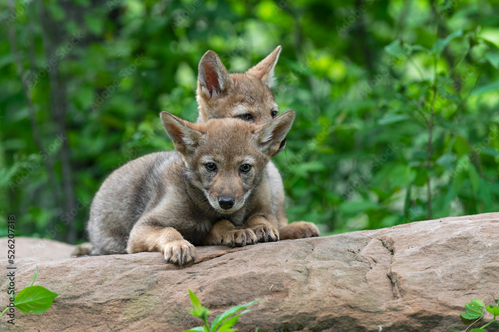 Coyote Pup (Canis latrans) Stares Out From Rock Sibling in Background Summer