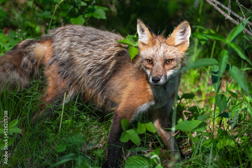 Obraz na płótnie Red Fox (Vulpes vulpes) Adult Looks Out From Greenery Summer w salonie