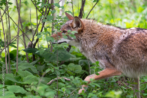 Adult Coyote (Canis latrans) Stalks Through Brush Summer photo