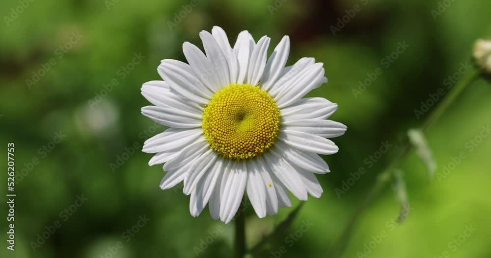 White daisies in the field in windy weather , a large number of daisies flowers in the dust used flowers for medicine White daisies in the field in windy weather , a large number of daisies flowers in the dust used flowers for medicine