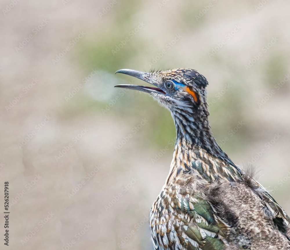 Greater Roadrunner Geococcyx californianus closeup Greater Roadrunner Geococcyx californianus closeup