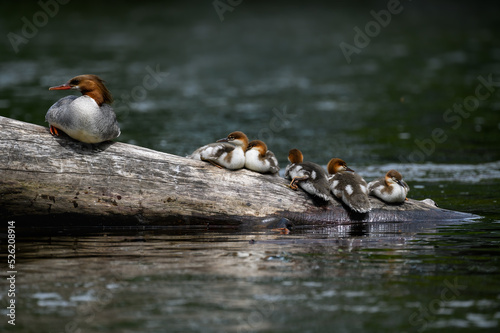 Common Merganser female and ducklings resting on log  in the river