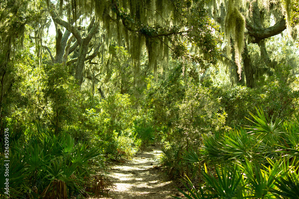 Forest trail on Cumberland island covered in Spanish moss Forest trail on Cumberland island covered in Spanish moss