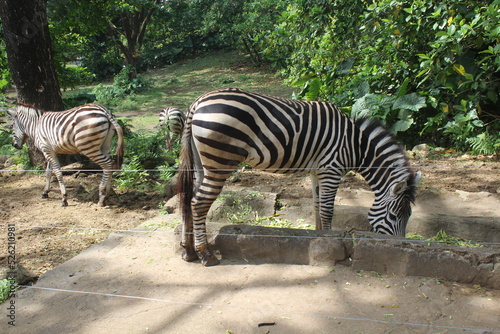 a zebra eating at the zoo