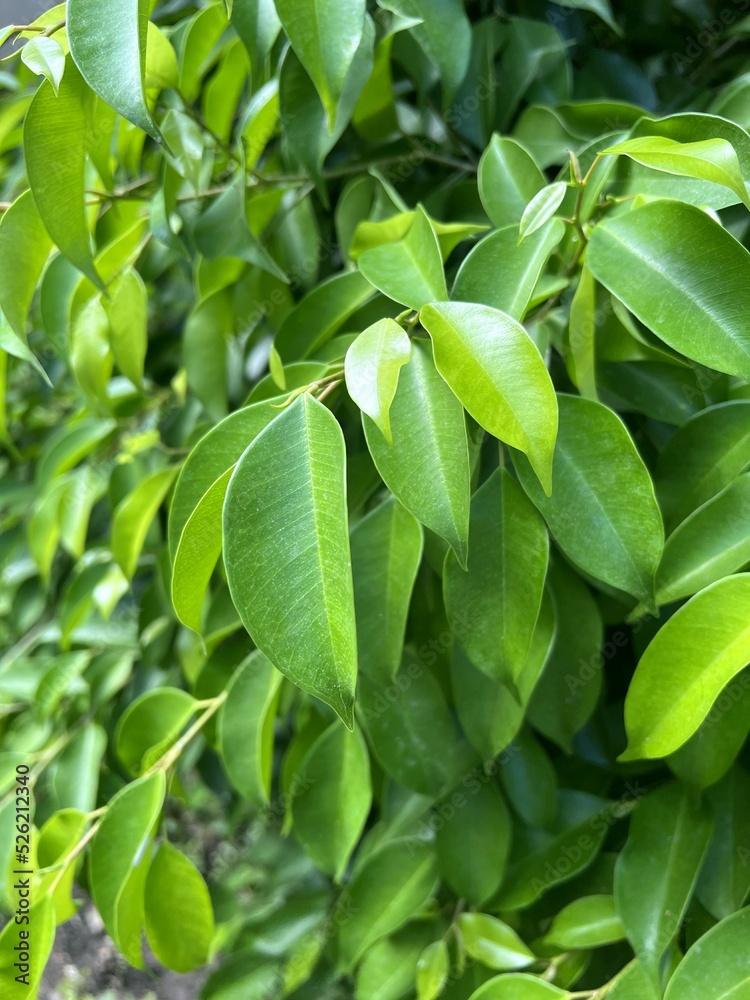 Green banyan leaf in nature garden Green banyan leaf in nature garden