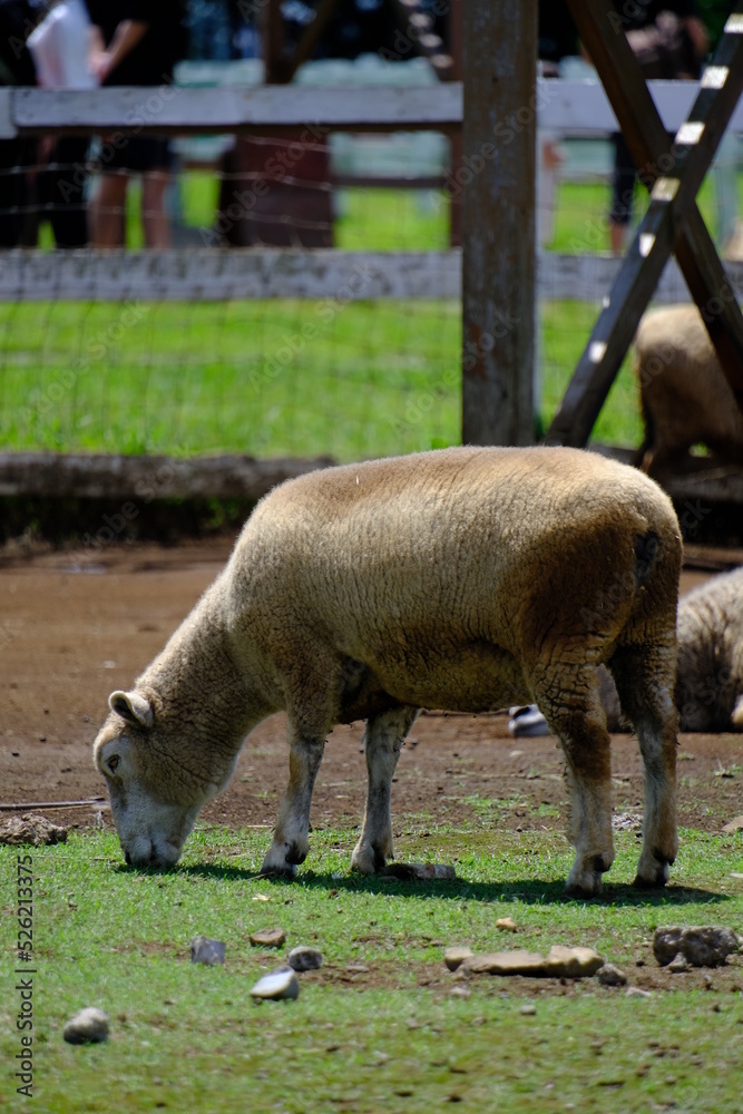 Fototapeta premium のんびりと草を食べる羊